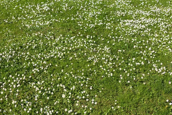 Många Vita Små Blommor Ovanifrån Gröna Ängen — Stockfoto