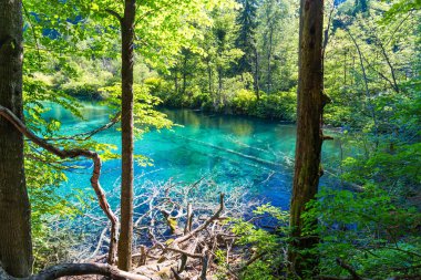 Avrupa'nın ünlü Hırvat Plitvice Gölleri Milli Parkı