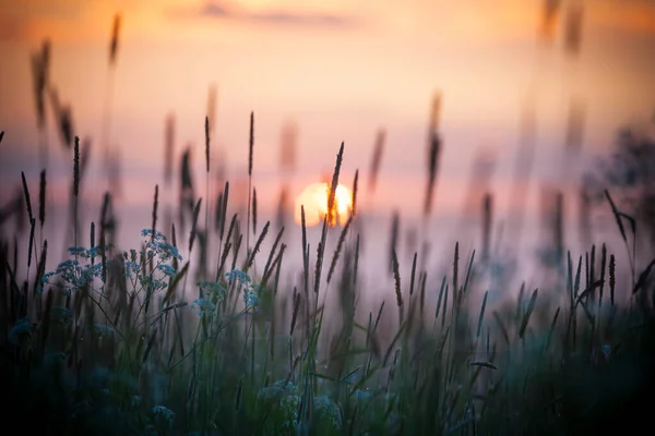 Bäuerliches Gras Auf Der Wiese Und Abendhimmel — Stockfoto