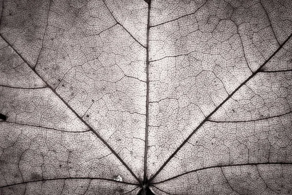 Закрытие Моно Черно Белой Осенней Текстуре Кленового Листа — стоковое фото