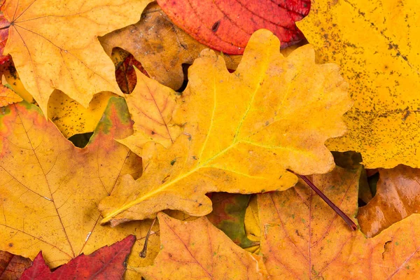 Belo Amarelo Vermelho Folhas Outono Textura Fundo — Fotografia de Stock