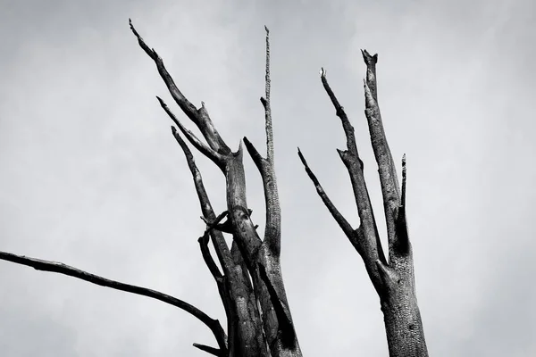 Καμένο Δέντρο Ενάντια Στον Ουρανό Μαύρο Και Άσπρο — Φωτογραφία Αρχείου