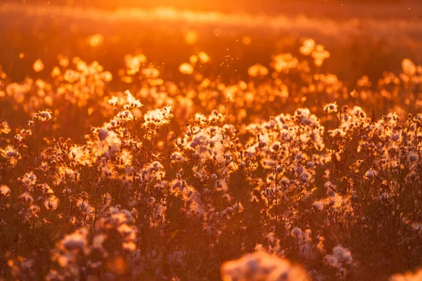 Landelijk Gras Weide Zonsondergang Hemel — Stockfoto