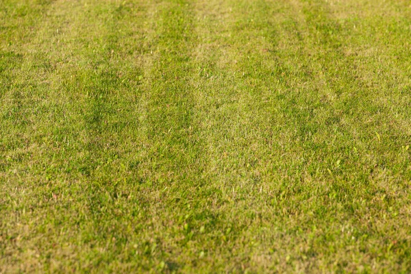 Текстура Зеленой Травы Солнечном Свете — стоковое фото