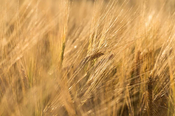 太陽の下で小麦の小穂 黄コムギ畑 — ストック写真