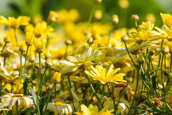 Žluté Sedmikrásky Rudbeckia Květinové Pozadí — Stock fotografie