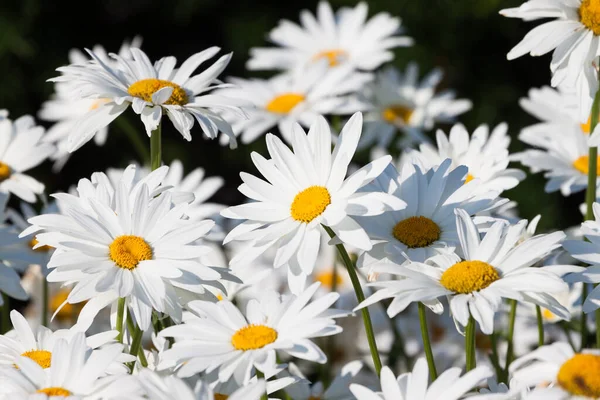 Białe Stokrotki Kwiat Pole Tło — Zdjęcie stockowe
