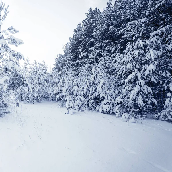 冬の風景に雪で覆われてツリー霧の森 — ストック写真