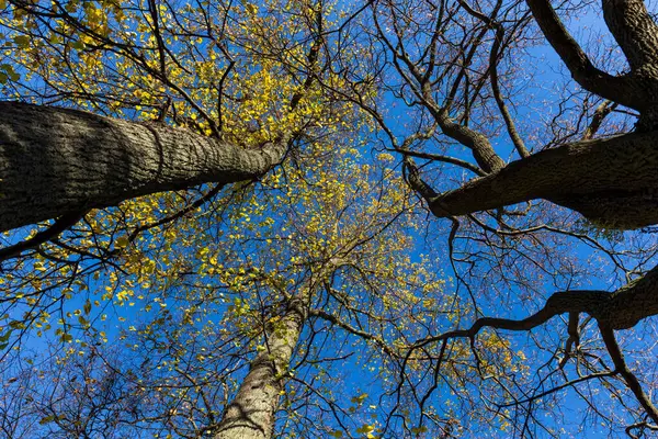 Яркие Цветные Верхушки Деревьев Перед Голубым Небом Осенью — стоковое фото
