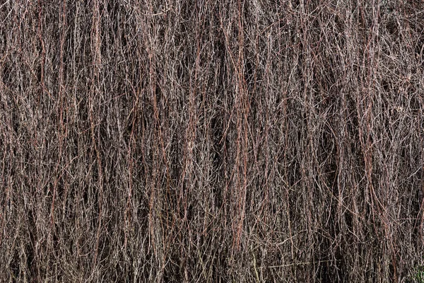 Branches Séchées Plante Grimpante Sur Mur Bâtiment — Photo