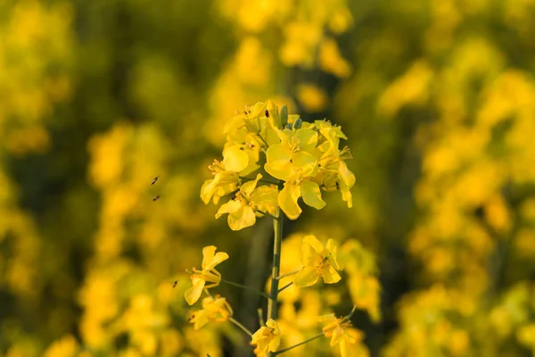 夕暮れ時の黄色い菜の花畑 — ストック写真