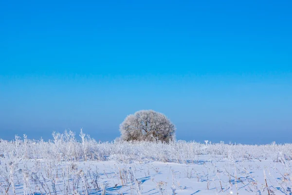 冬天树在领域与晴朗的蓝天 — 图库照片