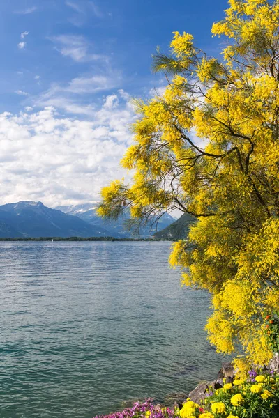 Góry Jezioro Genewskie Nabrzeża Montreux Szwajcaria — Zdjęcie stockowe