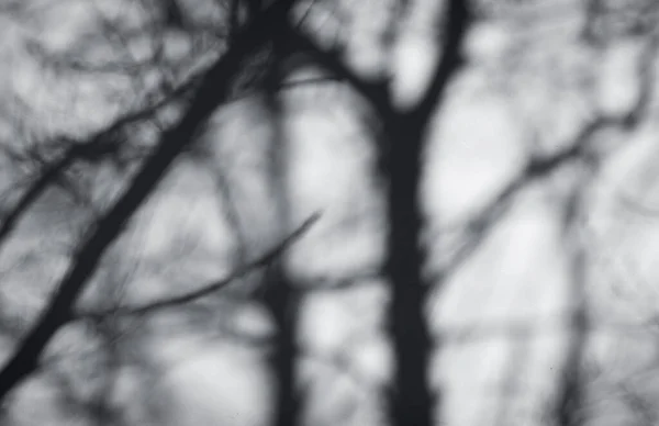 Árvore Sombra Fundo Parede Branca — Fotografia de Stock