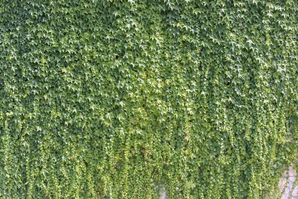 Листья Плюща Фоне Стены Обоев — стоковое фото