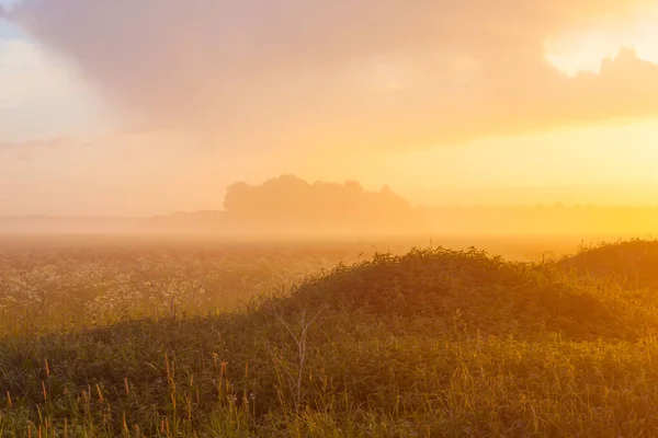 Mlhavá Louka Při Západu Slunce Lesem Pozadí — Stock fotografie