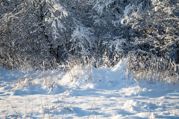 冷冻的树木和灌木丛中冬季森林 — 图库照片