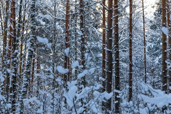 Winterwald Mit Schneebedeckter Straße Hintergrund Bei Sonnenuntergang Winterlandschaft Mit Bäumen — Stockfoto