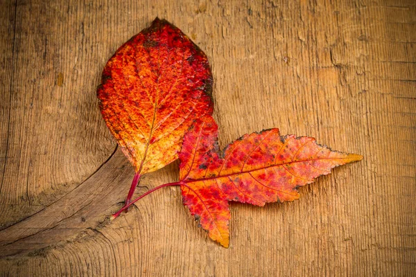 Rot Nasse Herbstblätter Auf Dem Hintergrund Ein Dunkles Altes Holz — Stockfoto