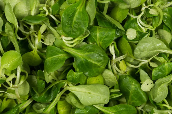 Mach Salat Grünen Salat Nahaufnahme Hintergrund — Stockfoto