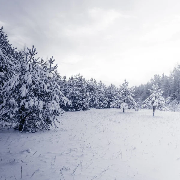 Fichte Neblig Wald Bedeckt Von Schnee Winterlandschaft — Stockfoto