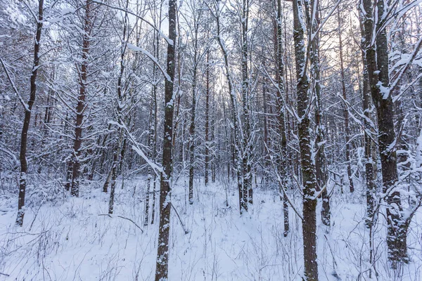 Floresta Neve Branca Durante Inverno — Fotografia de Stock