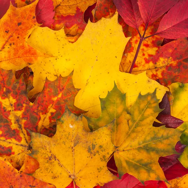 秋天落叶做成的色彩艳丽的背景 — 图库照片