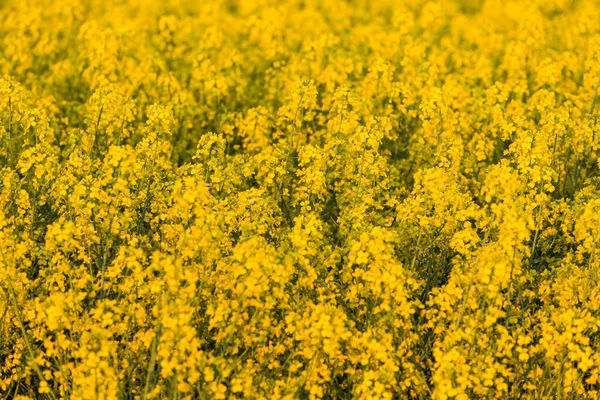 Campo Flores Colza Amarilla Atardecer —  Fotos de Stock