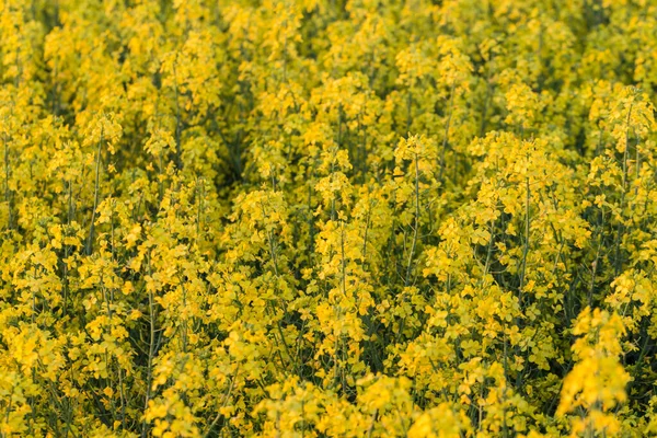 Поле Жовтих Квітів Ріпаку Заході Сонця — стокове фото