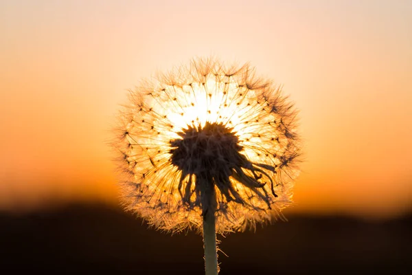 Dandelions Meadow Red Sunset — Stock Photo, Image