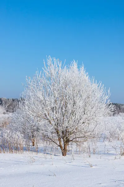 Árvore Inverno Campo Com Céu Azul Claro — Fotografia de Stock