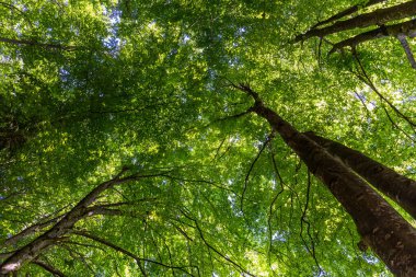 Orman ağaçları. doğa yeşil ahşap güneş ışığı arka planı