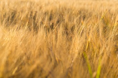 Güneş ışığında buğday başakları. Sarı buğday tarlası