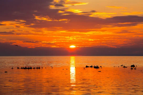 Sonnenuntergang Meer Der Küste Mit Möwen Auf Den Felsen — Stockfoto