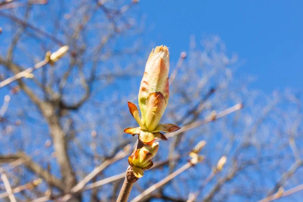 Close Bud Chestnut Tree Early Spring — Stock Photo, Image