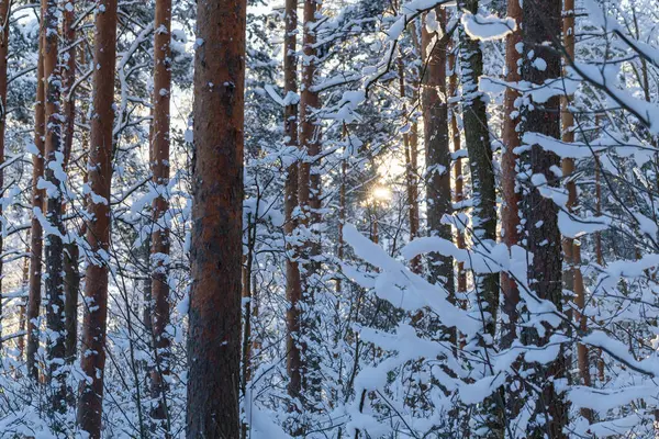 Bosque Invierno Con Carretera Cubierta Nieve Durante Atardecer Paisaje Invernal — Foto de Stock