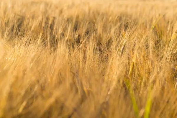 太陽の下で小麦の小穂 黄コムギ畑 — ストック写真