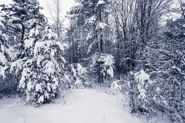 Fichte Neblig Wald Bedeckt Von Schnee Winterlandschaft — Stockfoto