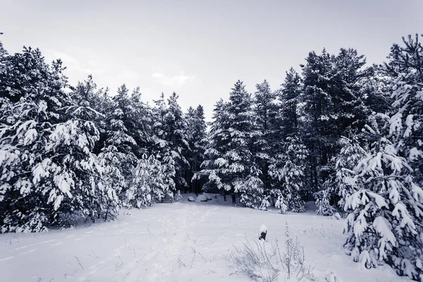 Mglisty Las Świerkowy Pokryty Śniegiem Zimowym Krajobrazie — Zdjęcie stockowe