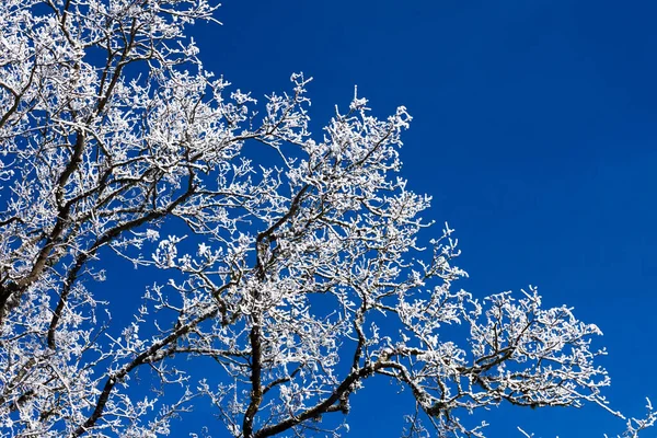 蓝蓝的天空在冬天树的详细信息 — 图库照片