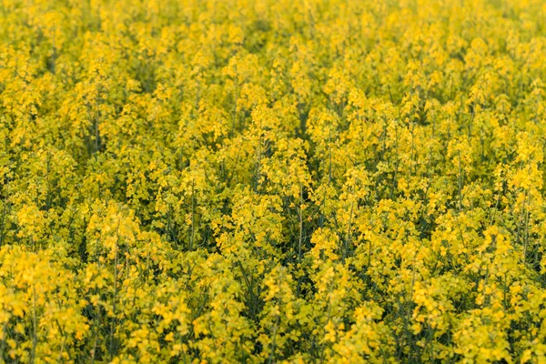 Feld Mit Gelben Rapsblüten Bei Sonnenuntergang — Stockfoto