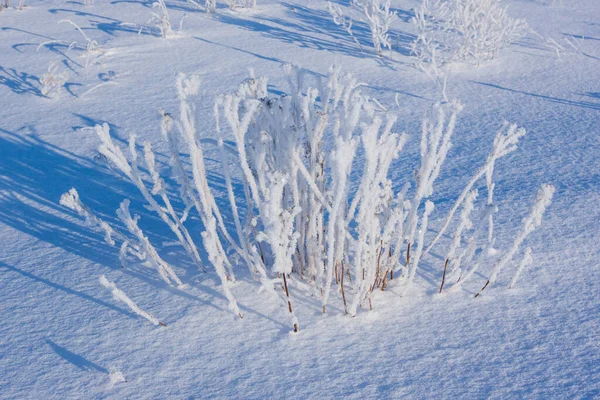 Gras Mit Raureif Bedeckt Winterlichen Schneefeld — Stockfoto
