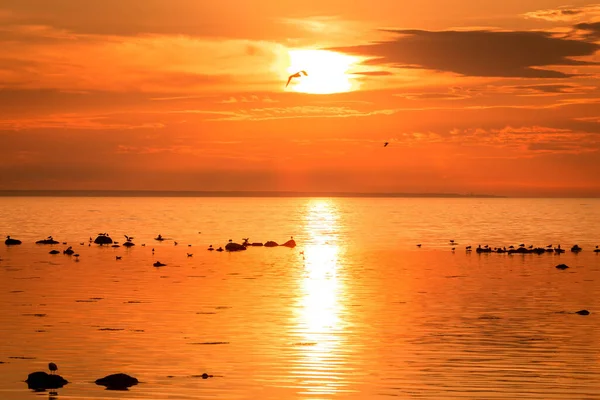 夕日と海でボート 岩の上の鳥 — ストック写真