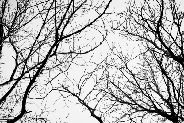 Силуети Чорних Білих Дерев Фоні Неба — стокове фото