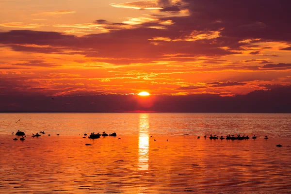 Solnedgång Havet Vid Kusten Med Måsar Klipporna — Stockfoto