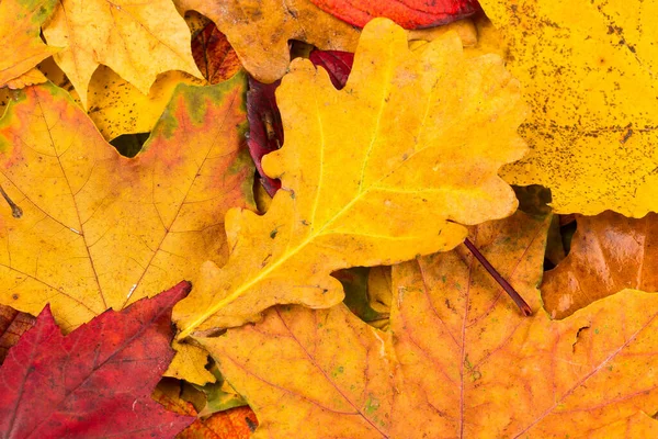 Gyönyörű Sárga Piros Őszi Levelek Háttér Textúra — Stock Fotó