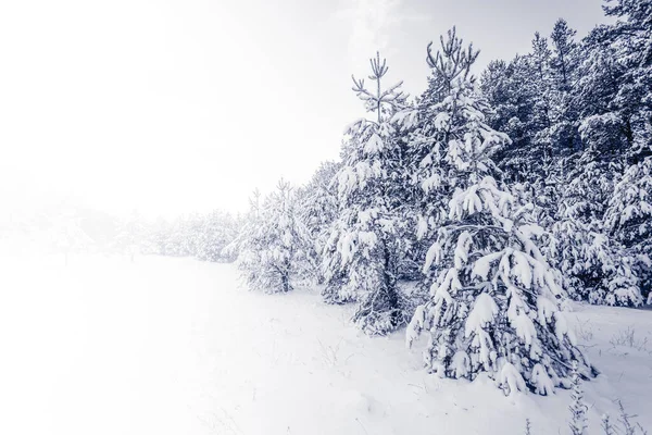 冬の風景で雪に覆われたスプルースツリー霧の森 — ストック写真
