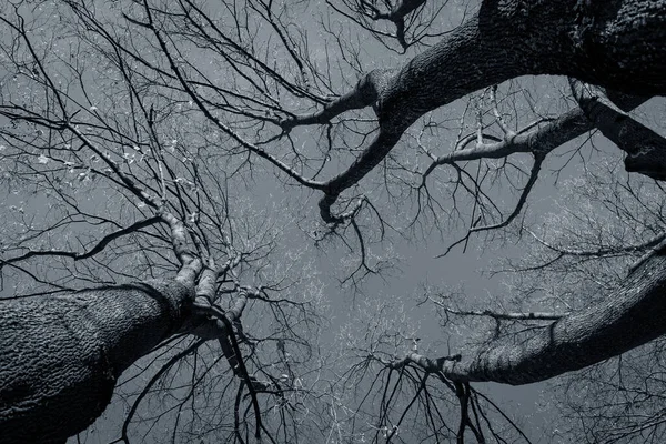 Spooky Αφηρημένη Μαύρο Και Άσπρο Δέντρο Σιλουέτα Sunrise Εγκαίρως — Φωτογραφία Αρχείου