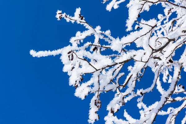 Nahaufnahme Von Zweigen Eines Baumes Bedeckt Mit Reifglätte Vor Blauem — Stockfoto