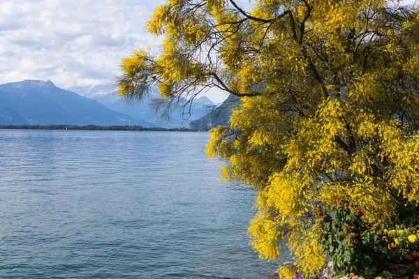 Hory Ženevské Jezero Nábřeží Montreux Švýcarsko — Stock fotografie